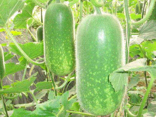 东瓜娱乐中老年吃瓜,中老年群体乐享“吃瓜”时光